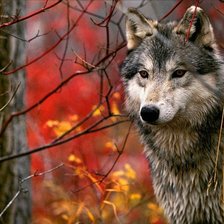 Схема вышивки «волк»