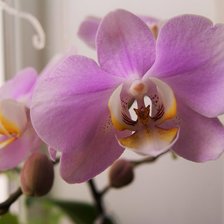 Схема вышивки «орхидея»