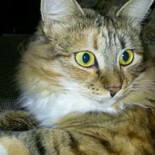 Схема вышивки «Шаня»