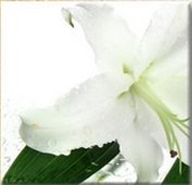 Схема вышивки «триптих лилия»