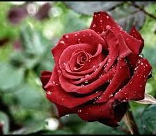 Схема вышивки «роза»