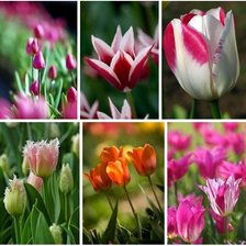 Схема вышивки «тюльпаны»