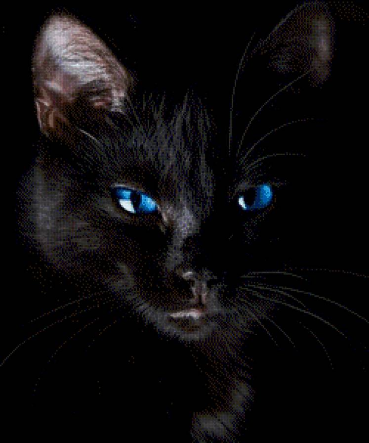 голубоглазка - предпросмотр