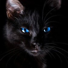 голубоглазка