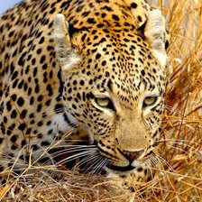 Схема вышивки «охота»