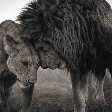 Схема вышивки «Любовь зверя»