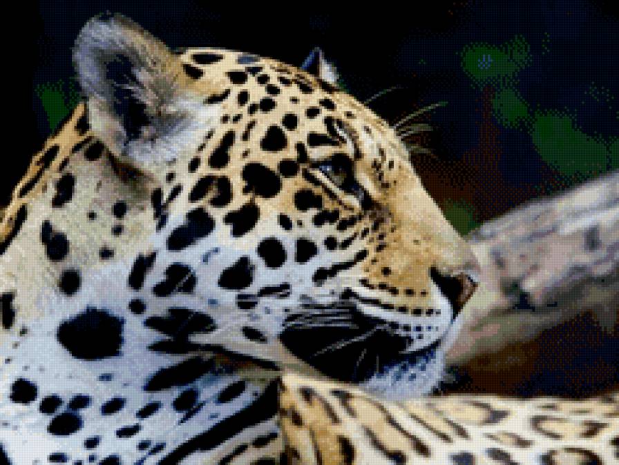 Ягуар - животные, кошки - предпросмотр