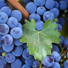 Схема вышивки «Виноградное»