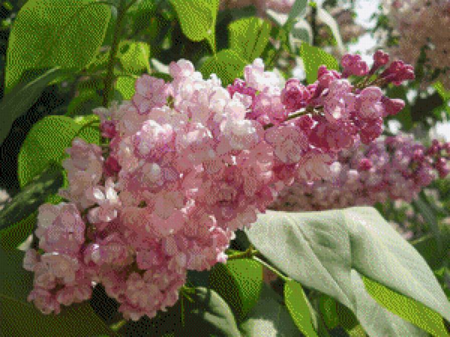 №867826 - предпросмотр