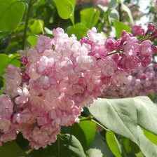 Схема вышивки «№867826»