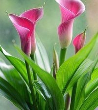 Схема вышивки «цветы»