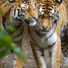 Схема вышивки «Тигры»