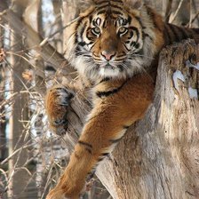 Схема вышивки «Тигр»