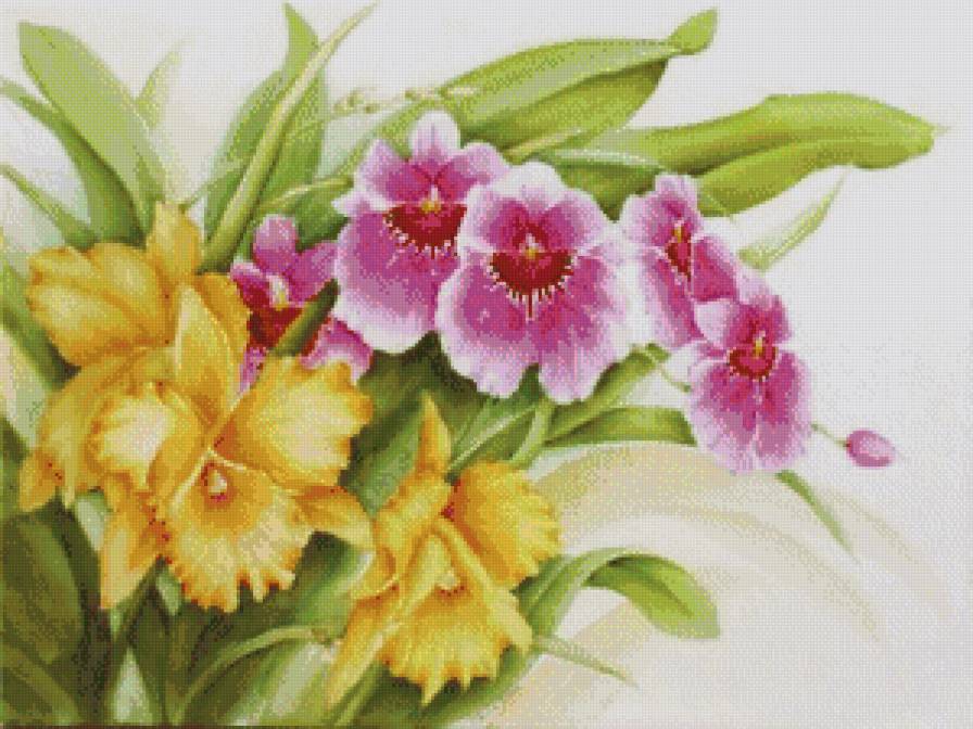 Цветы - ирисы, орхидеи - предпросмотр