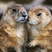 Схема вышивки «"Пара бобров"»