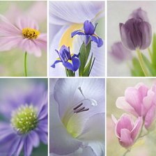 Схема вышивки «нежная весна»