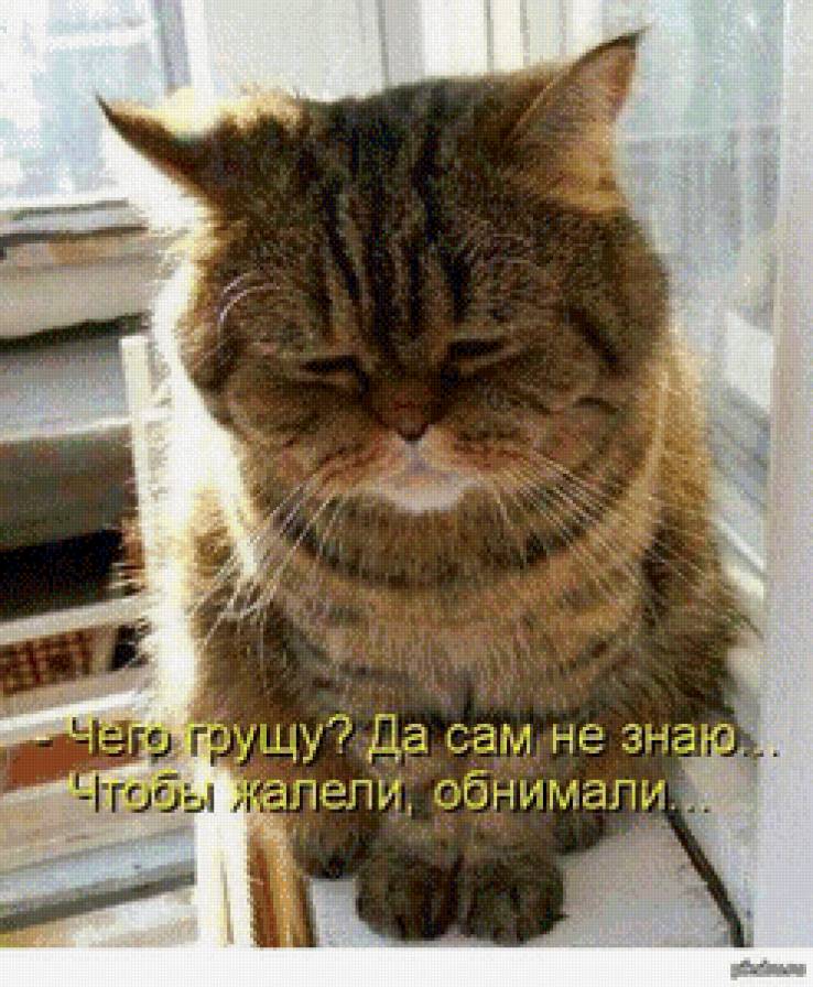 котик - животные кошка кот печаль - предпросмотр