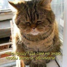 Схема вышивки «котик»