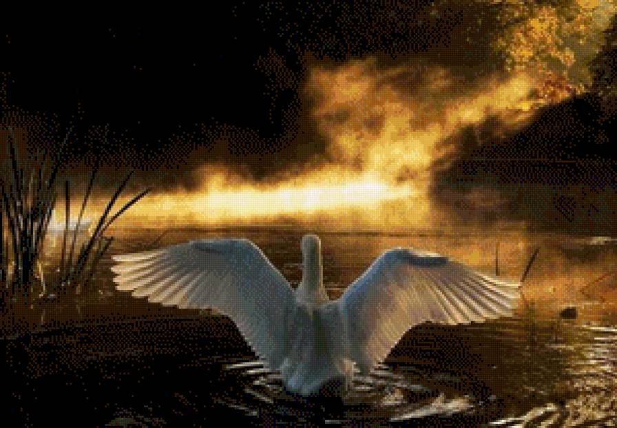 лебедь - птица, река, вечер, закат, лебедь - предпросмотр