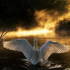 Схема вышивки «лебедь»