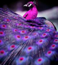 Схема вышивки «павлин»