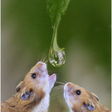 Схема вышивки «Капля росы»