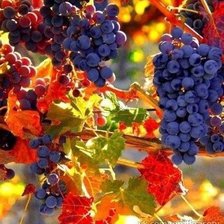 Схема вышивки «гілка винограду»