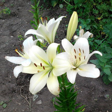 Схема вышивки «Лилии»