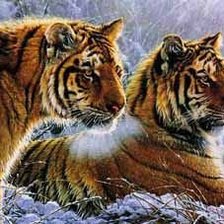 Схема вышивки «Тигры»