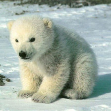 Схема вышивки «Белый медвежонок»