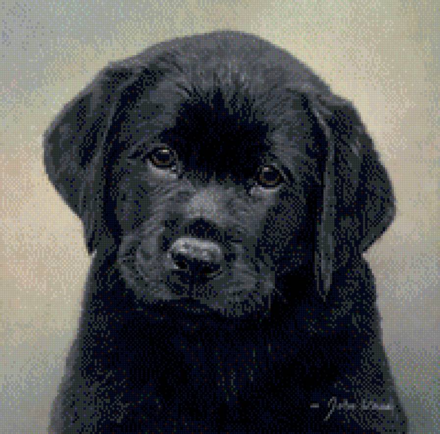 черный лабрадор - собака - предпросмотр