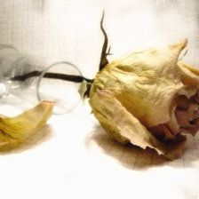 Схема вышивки «Роза»