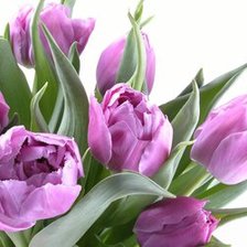 Схема вышивки «тюльпаны»