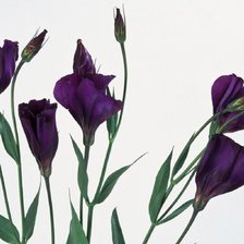 Схема вышивки «цветы»