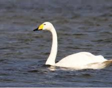 Схема вышивки «XUUN»