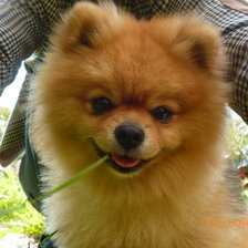 Схема вышивки «бу»