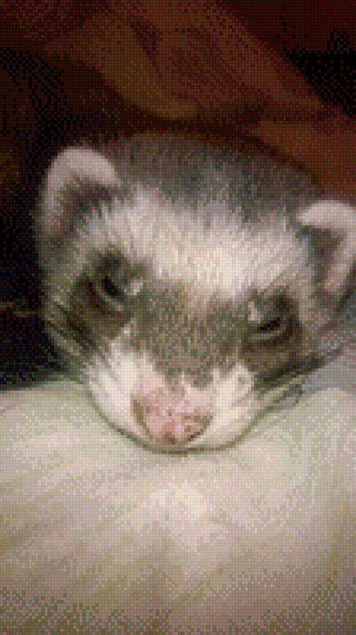 Соня - хорек, животное. - предпросмотр