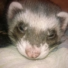 Схема вышивки «Соня»