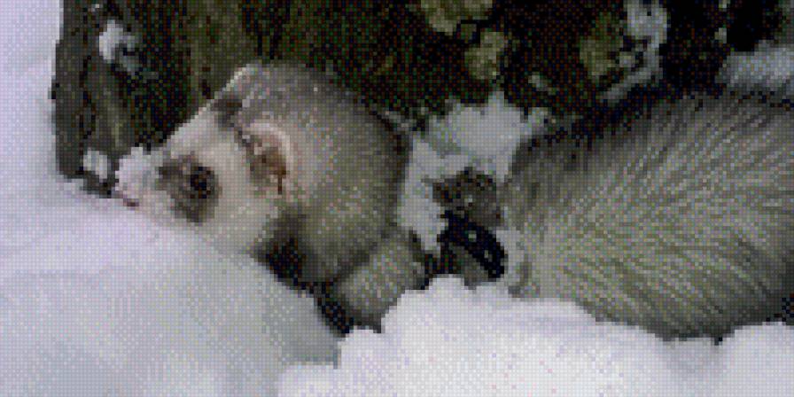 Соня - хорек, животное. - предпросмотр