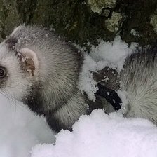 Схема вышивки «Соня»