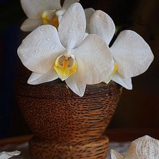 Схема вышивки «орхидея»