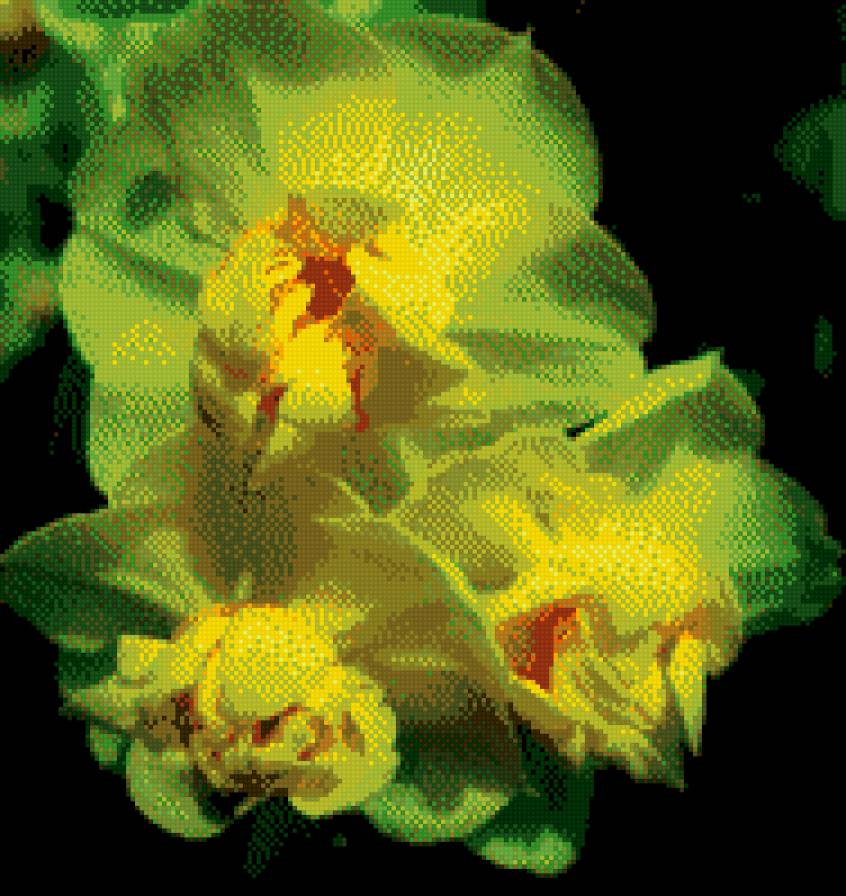 желтая орхидея - предпросмотр