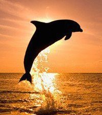 Схема вышивки «дельфин»