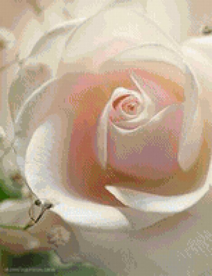 нежная роза - роза, цветы, лето - предпросмотр