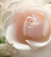 Схема вышивки «нежная роза»