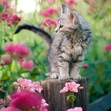 Схема вышивки «Весенний котик»