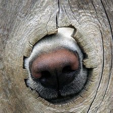 Схема вышивки «любопытный нос»