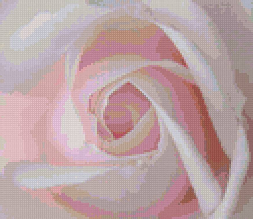 Нежная роза - розы - предпросмотр