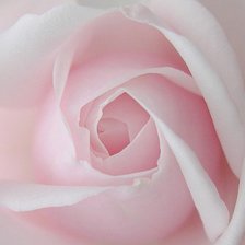 Схема вышивки «Нежная роза»