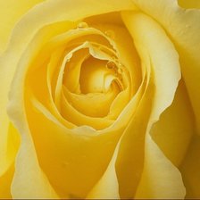 Схема вышивки «Нежная роза 3»